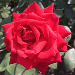 Rose Plant Live, Hybrid Tea Rose Bush Live Plant, 5-9 Inch Tall, Fragrant Flowers Shrub Ready to Plant Outdoor, No Pot, Well-Rooted (Red Rose)