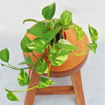 Golden Pothos Plant Live 4'' Pot, Indoor Houseplant Well Rooted, Hanging Planter or Basket Growing