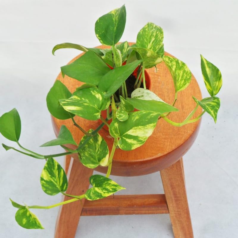 Golden Pothos Plant Live 4'' Pot, Indoor Houseplant Well Rooted, Hanging Planter or Basket Growing