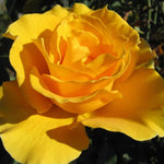 Rose Bush Live Plant for Gardening, Hardy Fragrant Rose Flower Plant, 5 to 10 Inch Tall, Ideal for Outdoor Planting (Yellow Rose)