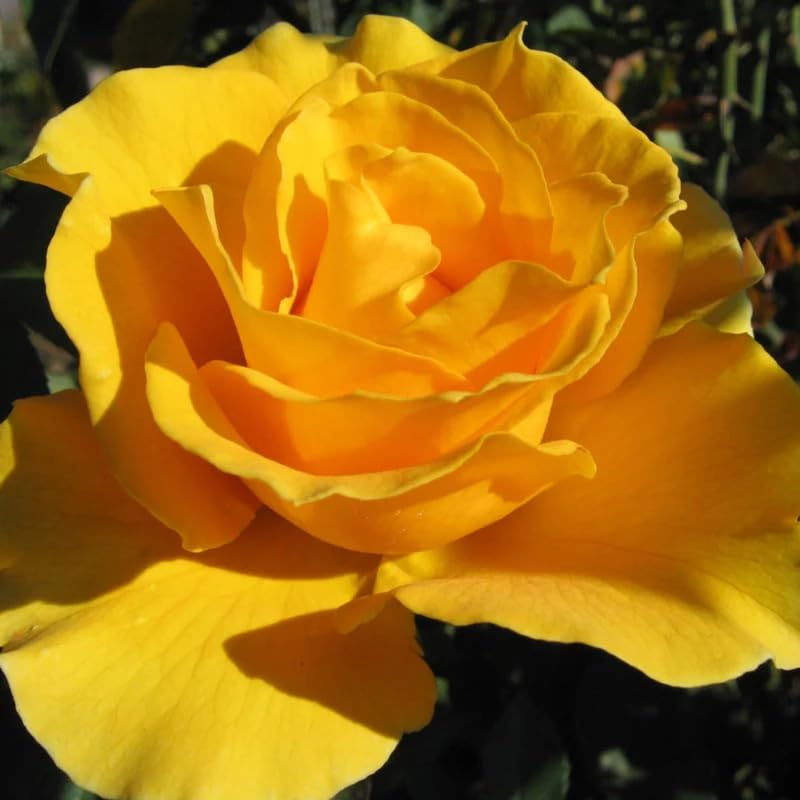 Rose Bush Live Plant for Gardening, Hardy Fragrant Rose Flower Plant, 5 to 10 Inch Tall, Ideal for Outdoor Planting (Yellow Rose)