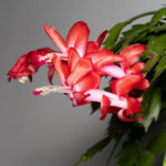 Red Christmas Cactus Plants Live in 4 Inch Pot, Perennial Christmas Thanksgiving Cactus Plants Potted, Vibrant Flower Holiday Houseplant Indoors Outdoors