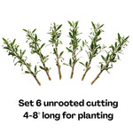 Pack 6 Cuttings Goji Berry Plant, 8-10" Unrooted Cutting, Bush Goji Berry Fruit Plant Cutting for Planting Outdoor Garden