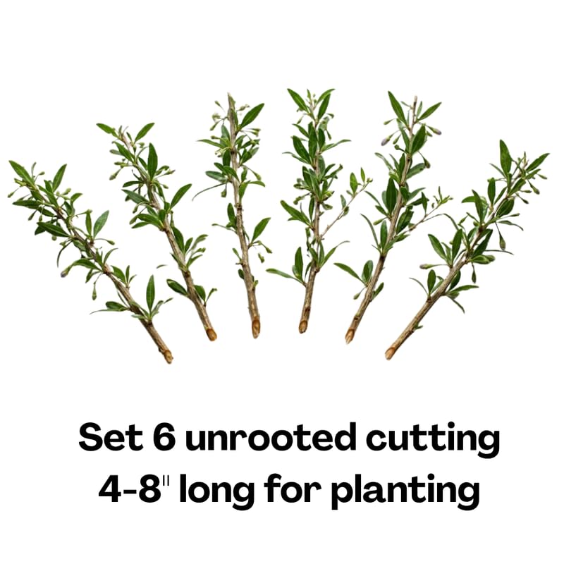 Pack 6 Cuttings Goji Berry Plant, 8-10" Unrooted Cutting, Bush Goji Berry Fruit Plant Cutting for Planting Outdoor Garden