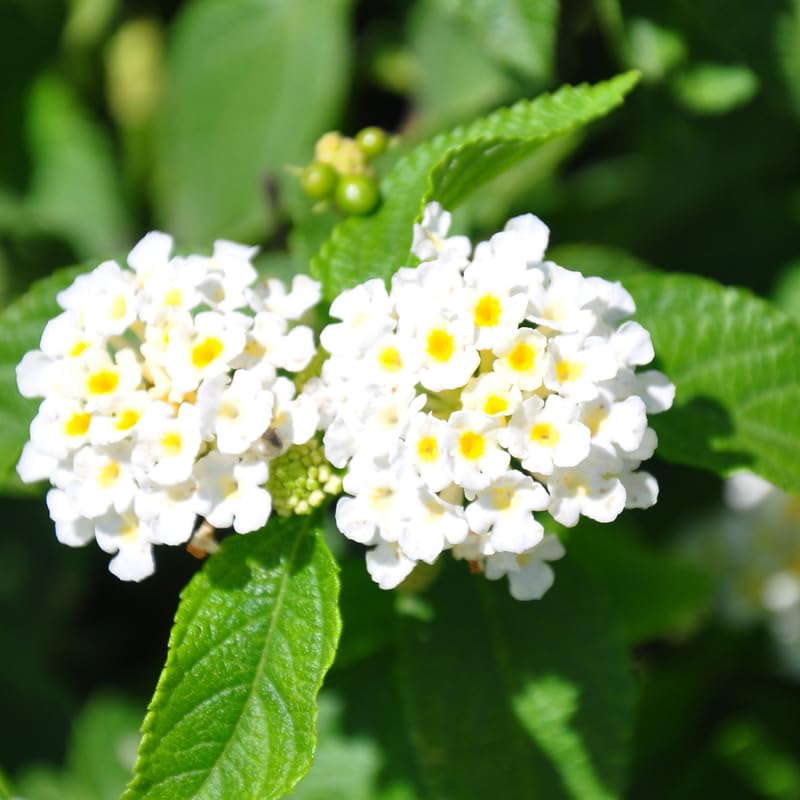 4 Buttercup Lantana Plants Live for Planting Indoor Outdoor, Fragrant Lantana Live Plant, White Lantana Flowers Perennial