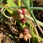 3 Onion Live Plants Tree Egyptian Walking Onions, Not Bulbs, Walking Onions Live Plant for Planting Outdoors, Second Year Plant