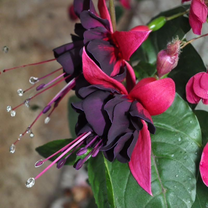 Set 2 Black Fuchsia Plants Live 4-7 Inches Tall, Colorful Hanging Flower Plants for Patio, Garden and Containers