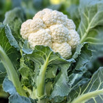 Cauliflower Plant Live in 4'' Pot, Cauliflower Vegetables Ready to Grow, Starter Plants 4-6 Inch Tall, 2 Plants per Pot