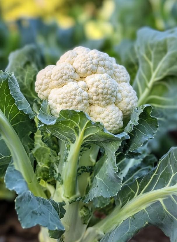 Cauliflower Plant Live in 4'' Pot, Cauliflower Vegetables Ready to Grow, Starter Plants 4-6 Inch Tall, 2 Plants per Pot