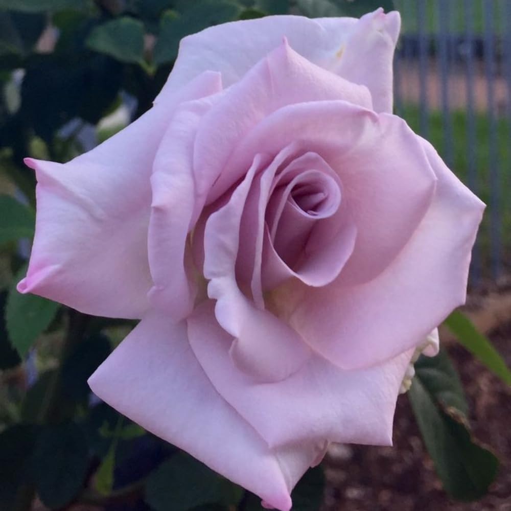 Rose Plant Live, Rose Bush Live Plant, Fragrant Flowers Ready to Plant, 5-9 Inch Height, Well-Rooted, No Pot (Light Purple Rose)