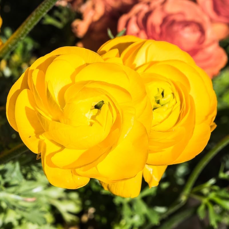 25 Ranunculus Bulbs for Spring Planting, Perennial Flowers Bulbs for Gardens, Vibrant Peony Buttercup Corms for Outdoor Borders (Yellow Ranunculus)