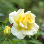 Rose Plant Live, Hybrid Tea Rose Bush Live Plant, 5-9 Inch Tall, Fragrant Flowers Shrub Ready to Plant Outdoor, No Pot, Well-Rooted (Yellow Rose)