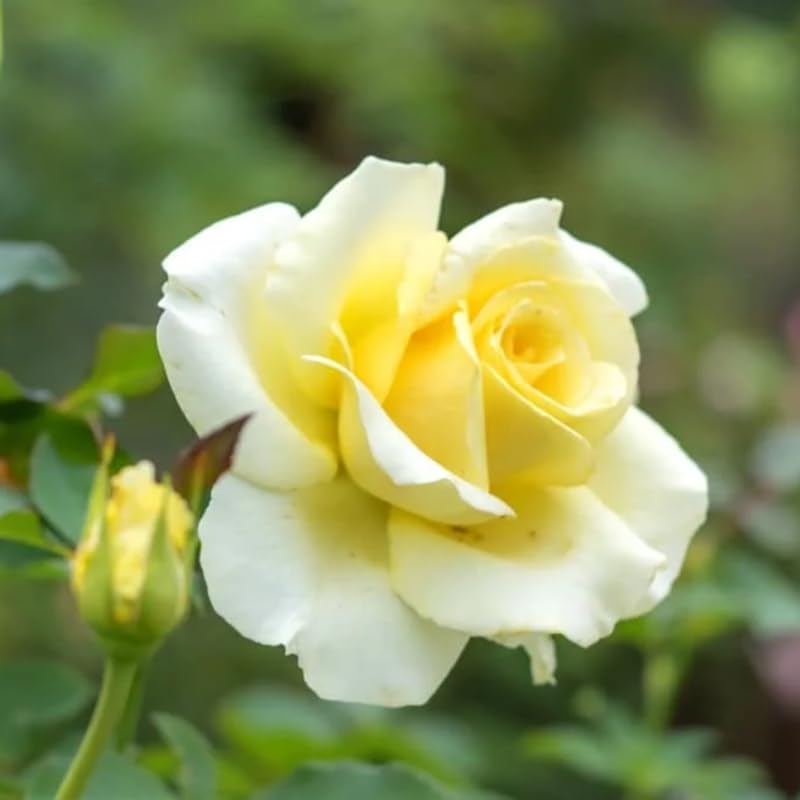 Rose Plant Live, Hybrid Tea Rose Bush Live Plant, 5-9 Inch Tall, Fragrant Flowers Shrub Ready to Plant Outdoor, No Pot, Well-Rooted (Yellow Rose)