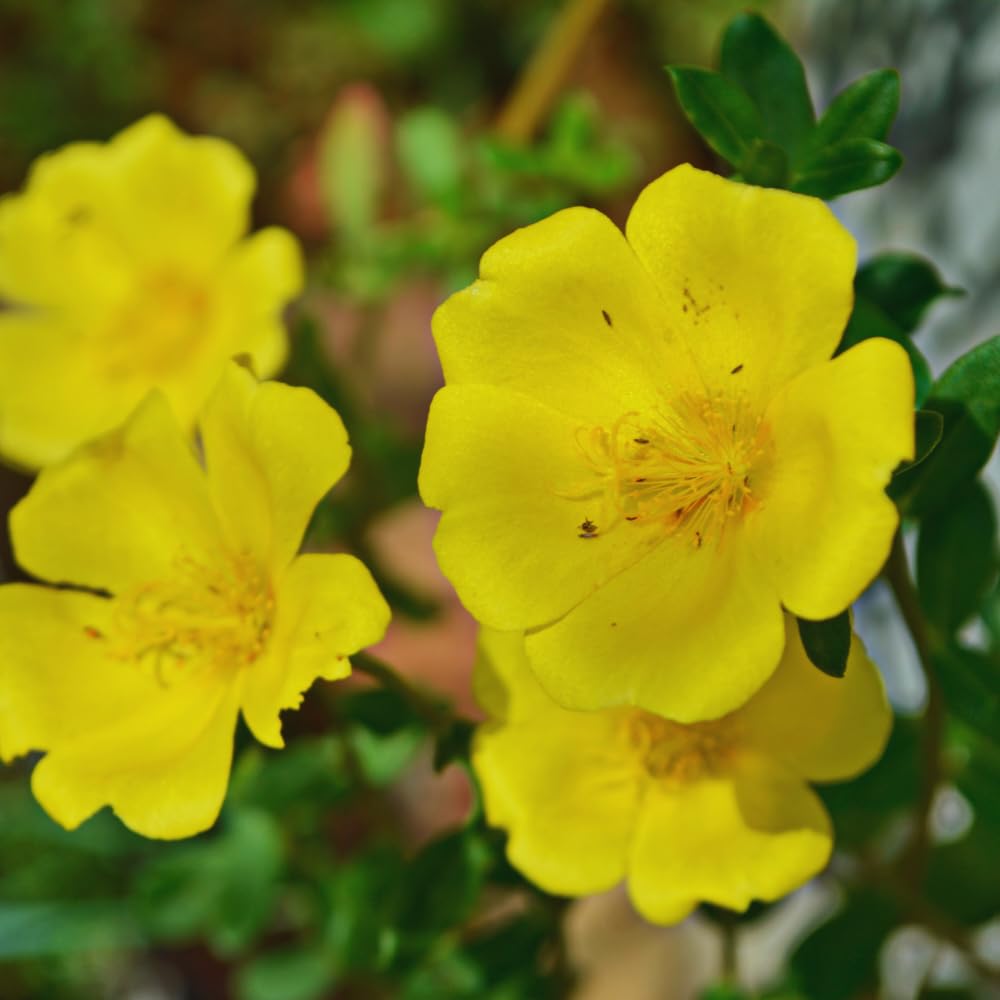2 Yellow Purslane Plants Live, 4 to 6 Inc Long, Purslane Portulaca Flower Plants Indoor Outdoor Growing