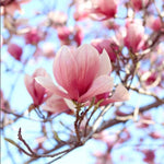 Jane Magnolia Tree Live Plant in 2.5 Inches in Pot, Starter Plant, Fragrant Perennial Ornamental Plants Shrub for Outdoor Garden