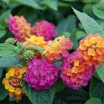 4 Colorful Perennial Lantana Trees Live Plants, Random Blooms, Hardy and Long Blooming Seasons, Fragrant, 5-10" in Tall, Full Sun Growing