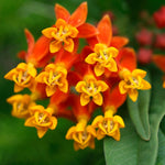 4 Milkweed Plants Live, Tropical Butterfly Milkweed Asclepias Tuberosa Perennial Wildflowers Swamp Common Bush, 5-9" in Tall, No Pot