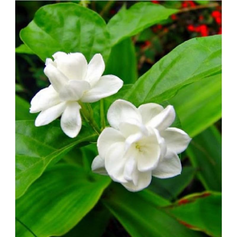 3 Climbing Jasmine Live Plants for Indoor Outdoor Planting, Orleans Sambac Jasmine Plants Live, Fragrant, 5-8" in Tall, Hardy