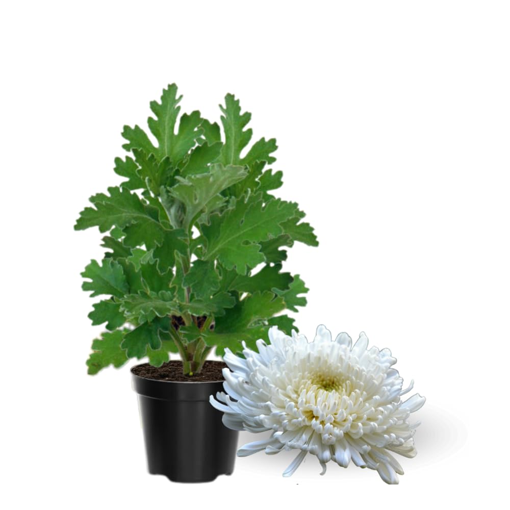 2 Mums Plants Live, White Chrysanthemum Plants Live, No Potted, Chrysanthemum Flower Live Plant, 5 to 8 Inc, Mum Live Plant