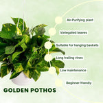 Golden Pothos Plant Live 4'' Pot, Indoor Houseplant Well Rooted, Hanging Planter or Basket Growing