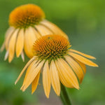 3 Yellow Coneflower Plants Live, Flowering Echinacea Perennial Plant Roots, 4-6 Inches