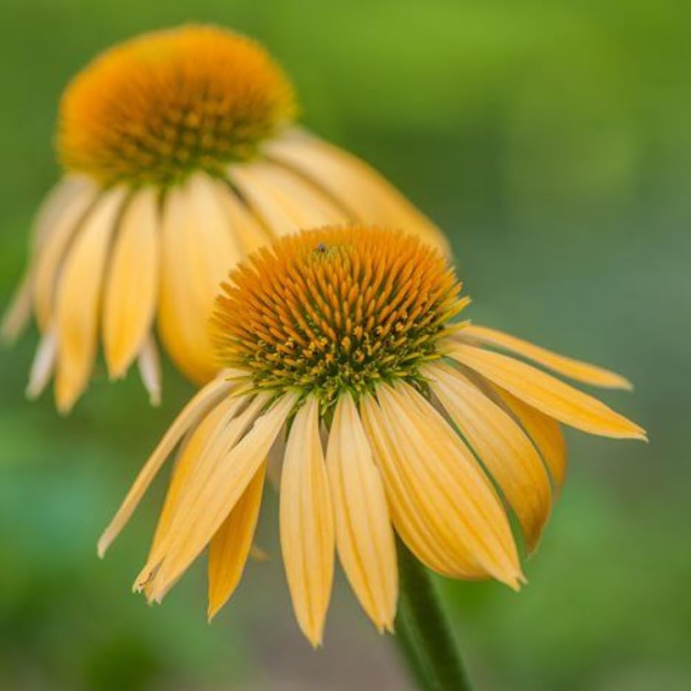 3 Yellow Coneflower Plants Live, Flowering Echinacea Perennial Plant Roots, 4-6 Inches