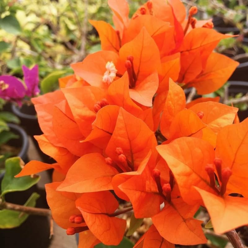 Sets 3 Climbing Bougainvillea Plants Live for Full Sun Trellis Tree, Shrub or Vine Bougainvillea Vibrant Bloom, Very Hardy, 5-9" Tall, Orange