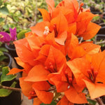 Combo 2 Bougainvillea Plants Live Trees, Outdoor Bougainvillea Plant for Trailing Flowering Vines or Bush Tree, 5-10” Tall, Well-Rooted Bougainvillea Orange