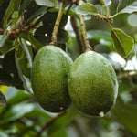 2 HASS Avocado Plants Live Trees in Pot, 8 to 15 Inches Tall, Cold Hardy, No CA