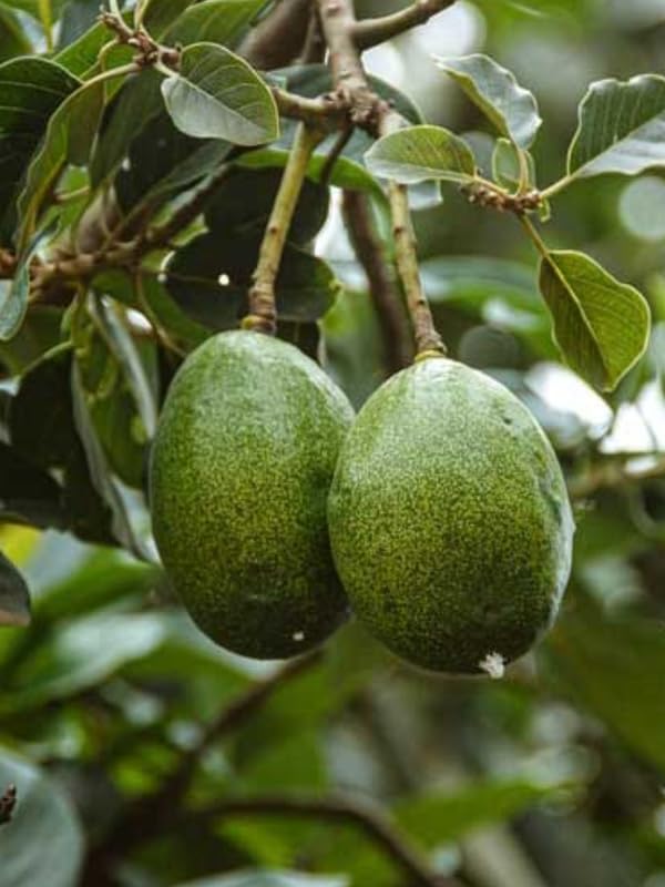 2 HASS Avocado Plants Live Trees in Pot, 8 to 15 Inches Tall, Cold Hardy, No CA