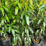 Julie Mango Tree Live Plant Grafted, 2 to 3 Feet Tall in Gallon Pot, Ready to Bear Fruit in 1 Year, Sweet Mango Tree for Planting