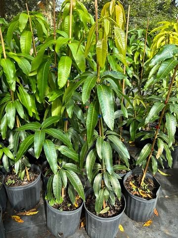 Julie Mango Tree Live Plant Grafted, 2 to 3 Feet Tall in Gallon Pot, Ready to Bear Fruit in 1 Year, Sweet Mango Tree for Planting