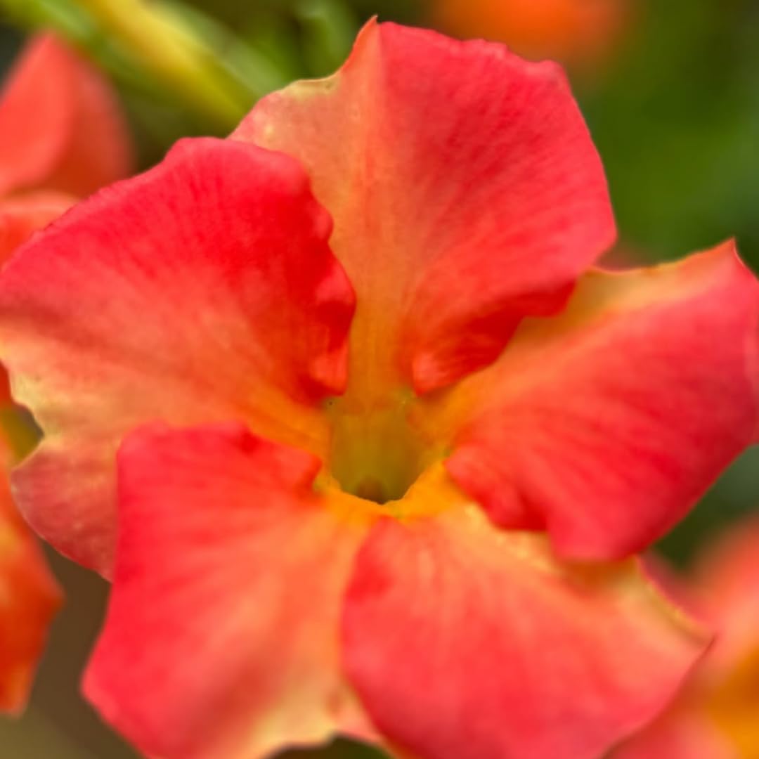 Mandevilla Plant Live, 5 to 6 Inc Tall Seedling, Orange Mandevilla Vine Plants, Perennial Flower Mandevilla Starter Plant
