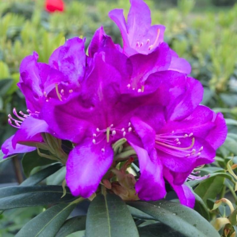 Purple Dwarf Azalea Rhododendron Plants Live Tree, 1 Gallon Pot Azalea Bush Shrub Vibrant Bloom, 1 Year Old Well Rooted, Cold Hardy