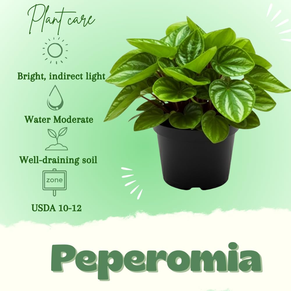 Peperomia Watermelon Live Plant, Peperomia Live Indoor Plant, Dark Green Ripple Leaf, 5-7 Inches Tall for Growing