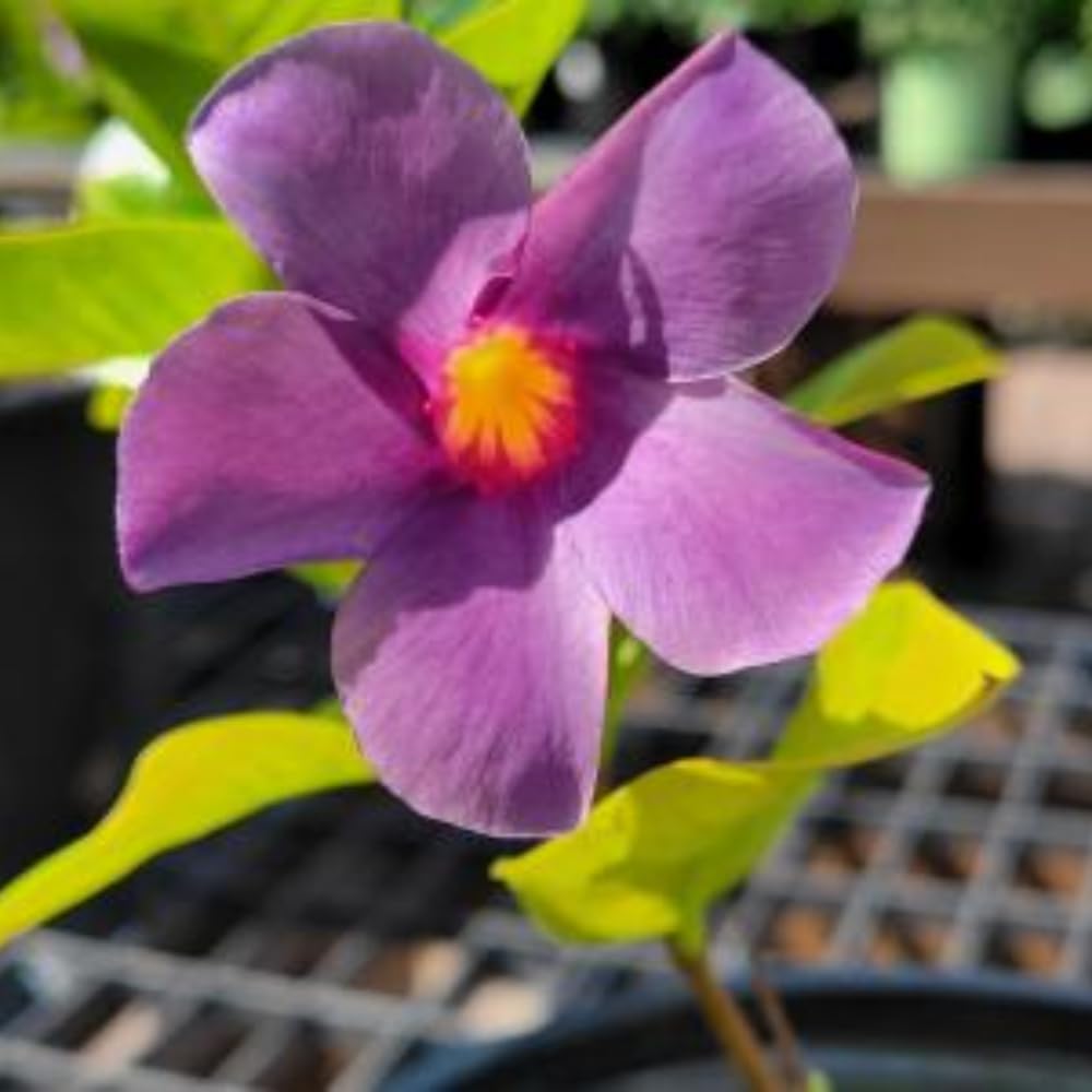 2 Mandevilla Live Plants, Flowering Mandevilla Plants, 5-9” Height, Mandevilla Trellis Vines for Outdoor Garden and Containers (Blue Mandevilla)