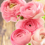 25 Ranunculus Bulbs for Spring Planting, Perennial Flowers Bulbs for Gardens, Vibrant Peony Buttercup Corms for Outdoor Borders (Pink Ranunculus)