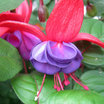 Purple Fuchsia Plant Live 4'' Pot, Hardy Flowering Fuchsia Starter 3-6'' Tall, Hanging Basket or Patio Garden Plants, 2 Plants per Pot