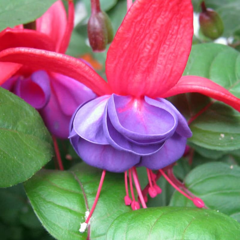 Purple Fuchsia Plant Live 4'' Pot, Hardy Flowering Fuchsia Starter 3-6'' Tall, Hanging Basket or Patio Garden Plants, 2 Plants per Pot