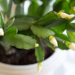 White Easter Cactus Plants Live, 4 to 6 Inch Tall Easter Cactus Plants Live Indoor Garden, Live Easter Cactus Flower Plant, Spring Cactus Live Houseplant, Easter Cactus