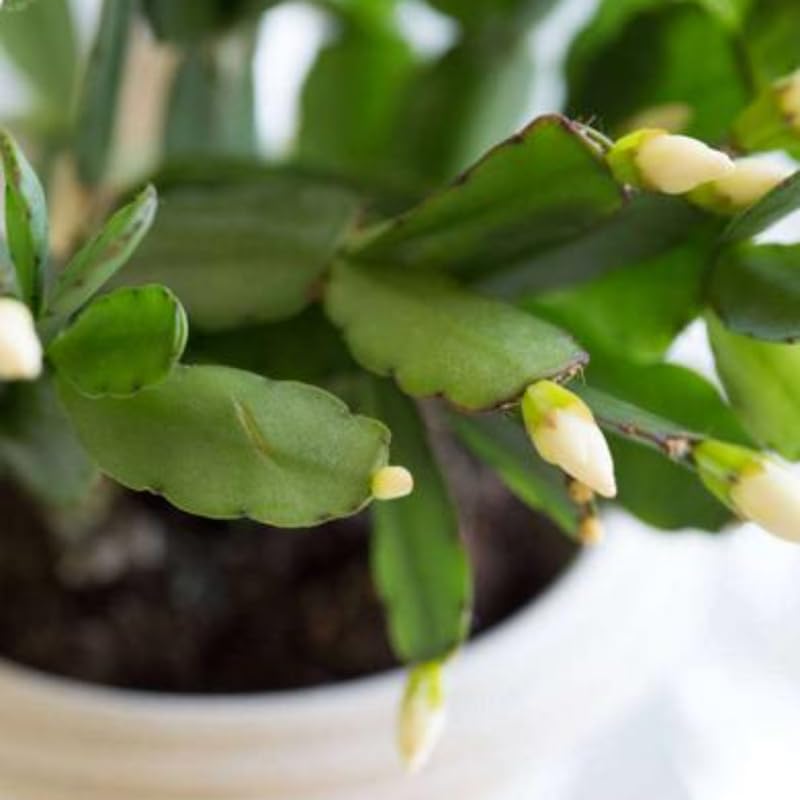 White Easter Cactus Plants Live, 4 to 6 Inch Tall Easter Cactus Plants Live Indoor Garden, Live Easter Cactus Flower Plant, Spring Cactus Live Houseplant, Easter Cactus