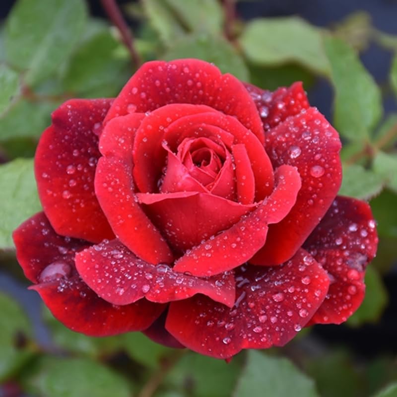 2 Red Rose Bushes Live Starter Plants, Fragrant Red Climbing Rose for Planting Outdoor, No Pot, 1 Year Old Rose Plant, Well-Rooted Rose Plants Live Ready to Plant