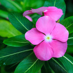 2 Pink Vinca Plants Live Ground Cover, 3-6" Tall Trailing Vinca Flowers for Garden Beds, Pots, Outdoor Landscaping, in Pot