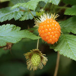 Salmonberry Plant, 6-10 Inch Tall Sweet Golden Yellow Berry Plant, 1 Year Old Salmonberry Raspberry Plants