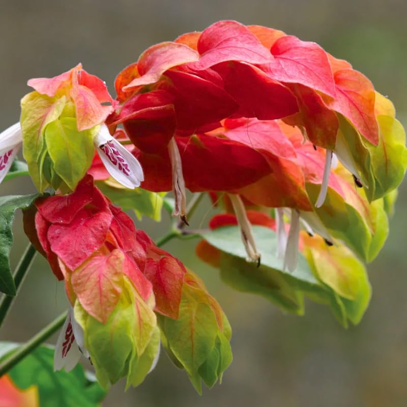 2 Shrimp Live Plants, Perennial Shrimp Plants Shrub, Justica Brandegeana Bush 4-8 Inches