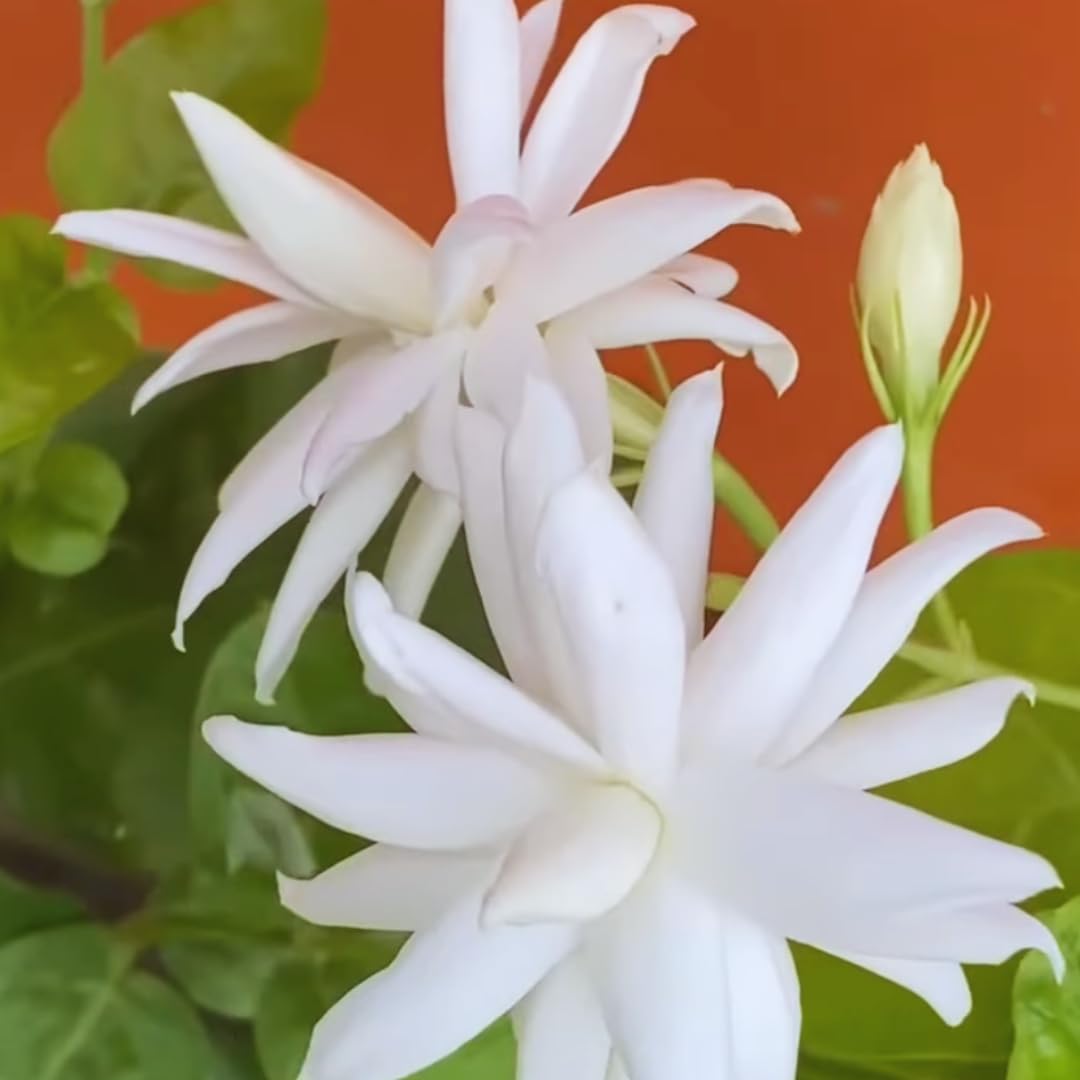 3 Double White Jasmine Live Plant from 5 to 8 Inches Tall, Live Jasmine Plants Indoor, Live Jasmine Plant, Jasmine Plant Pot