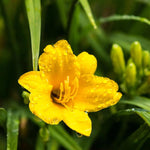 Set 10 Golden Yellow Daylily Bulbs for Planting, Hardy Perennial Lily Roots for Colorful Summer Blooms