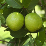 Set 4 Guava Live Plants, Guava Trees, White Guava Trees Live Plant, 4"-8" in Tall, Guava Trees Plant Live in 4" Pot, Guava for Gardening