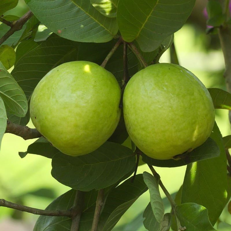 Fragrant Guava Tree Live Plant, Well Rooted 4"-10" in Tall, Tropical Fruit Guavas for Gardening, Zones 9-11 (White)