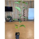 5 Fragrant Sassafras Trees Live Plants, Autumn Fall Color Sassafras Seedling Bare Roots, 7-15 Inches in Tall